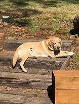 Image of yellow lab named Duke