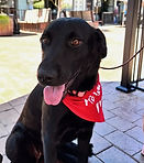 Lolli 08-05-26 (3)_edited.jpg