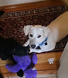 Shelby 6-24-26 (2).jpeg