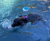 Shasta 07-29-26 (3).jpg