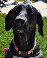 Blossom 10-26-25 (3)_edited.jpg