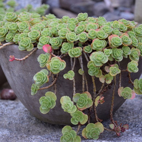 Lebenskünstler Sedum