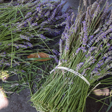 Provence im eigenen Garten
