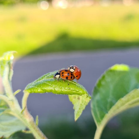 Marienkäfer, die nützlichen kleinen Helfer im Garten