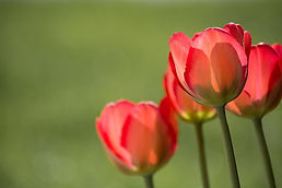 pezibear-tulips-1477285_1920.jpg