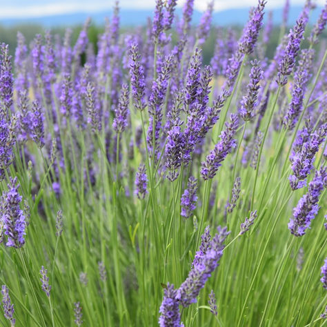 Ohne Lavendel im Garten geht nicht