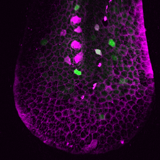 Zebrafish membrane and calcium waves induced by ATP uncaging.GIF