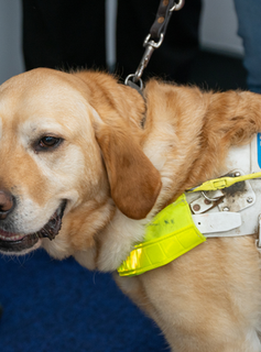 A Golden Guide Dog looking at the camera in his harness. His mouth is open as he is panting slightly. The dog has a harness on.