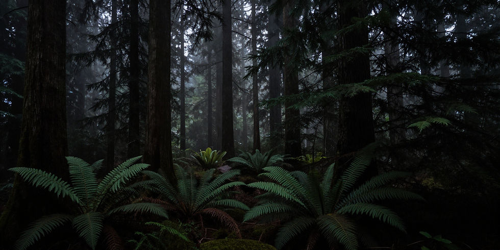 Dense evergreen forest with towering trees and lush green foliage.