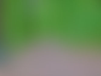 Jane's Walk 2019 v Celju / 
Življenje med reko in gozdom (urbani sprehod po Liscah)