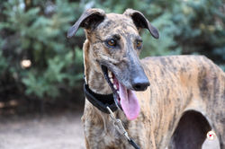 serafina_galgo_adozione_6 (Mittel)