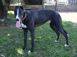 zeno_grey_adozione_01