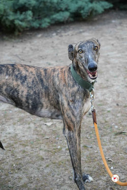 oz_galgo_adozione_63_rezultat