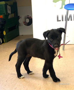 kylie-adozione-greyhound-petlevrieri-02 (Medium)