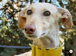 arena_galgo_adozione_17 (Mittel)