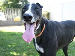 zeno_grey_adozione_08