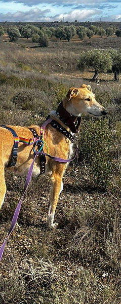 ambar_5 (Mittel).jpg