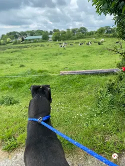 magnus_grey_adozione_12