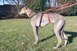 rossa-adozione-levrieri-greyhound-3-scaled (Medium)