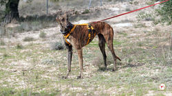 amapola_galgo_adozione_7 (Mittel)