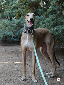 rodrigo_galgo_adozione_58 (Mittel)