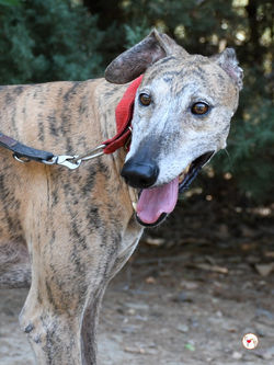 caramelo_galgo_adozione_47 (Mittel)