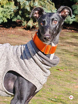 bobby_galgo_adozione_5 (Mittel)