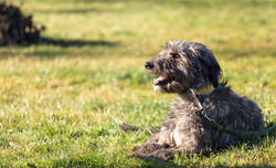 12449287_940241792711891_631252342_o