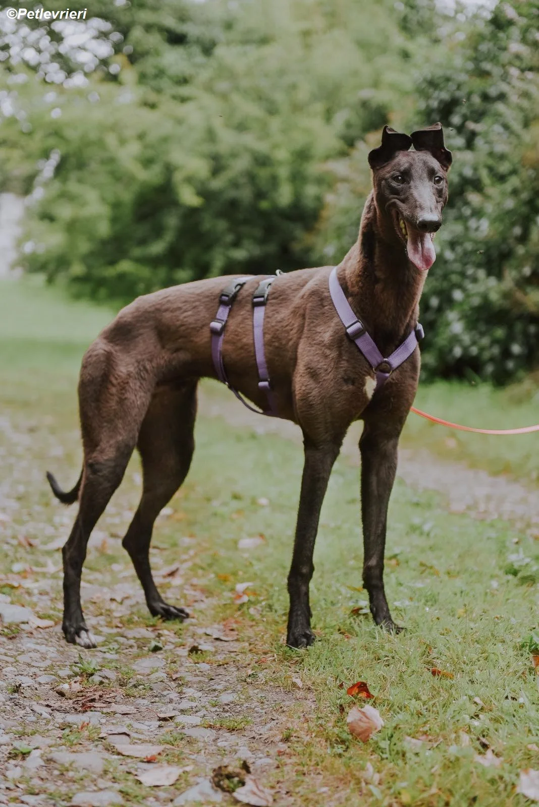 Cian-adozione-levrieri-greyhound-1.webp