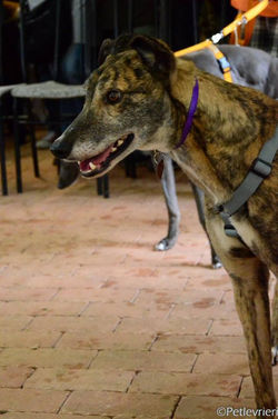 16938466_1291032357647283_445887104079004660_n