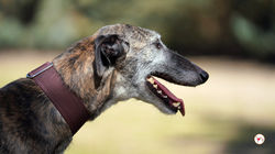 marcelo_galgo_adozione_22 (Mittel)