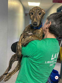 donny_grey_cucciolo_adozione_2 (Mittel)