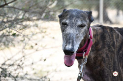lira_galgo_adozione_26 (Mittel)