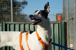 eanin_grey_adozione_52 (Mittel)