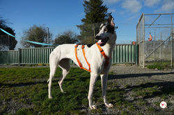 eanin_grey_adozione_46 (Mittel)