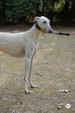 zephir_galgo_adozione_3 (Mittel)