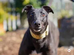 tambourine_grey_adozione_16