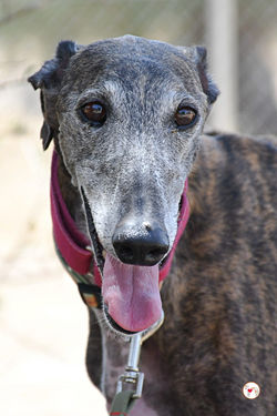 lira_galgo_adozione_24-scaled (Mittel)
