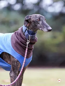 pistacho_galgo_adozione_06