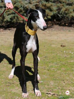 zafira_galgo_adozione_2 (Mittel)