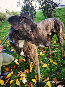 rupert-adozione-levrieri-greyhound-12-76