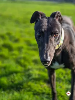 tamburine_grey_adozione_03