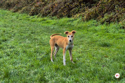 tai-chi_grey_cucciolo_adozione_9 (Mittel)