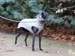 cora_galgo_adozione_05