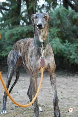 oz_galgo_adozione_55_rezultat