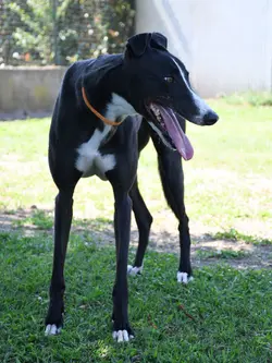 zeno_grey_adozione_07