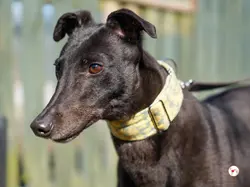 tambourine_grey_adozione_05