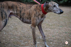caramelo_galgo_adozione_14 (Mittel)