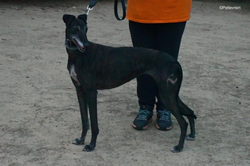 triana-adozione-levrieri-galgo-3-1024x683