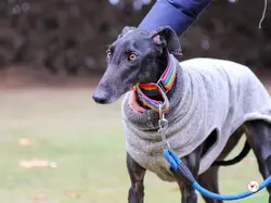 diana_galgo_adozione_07